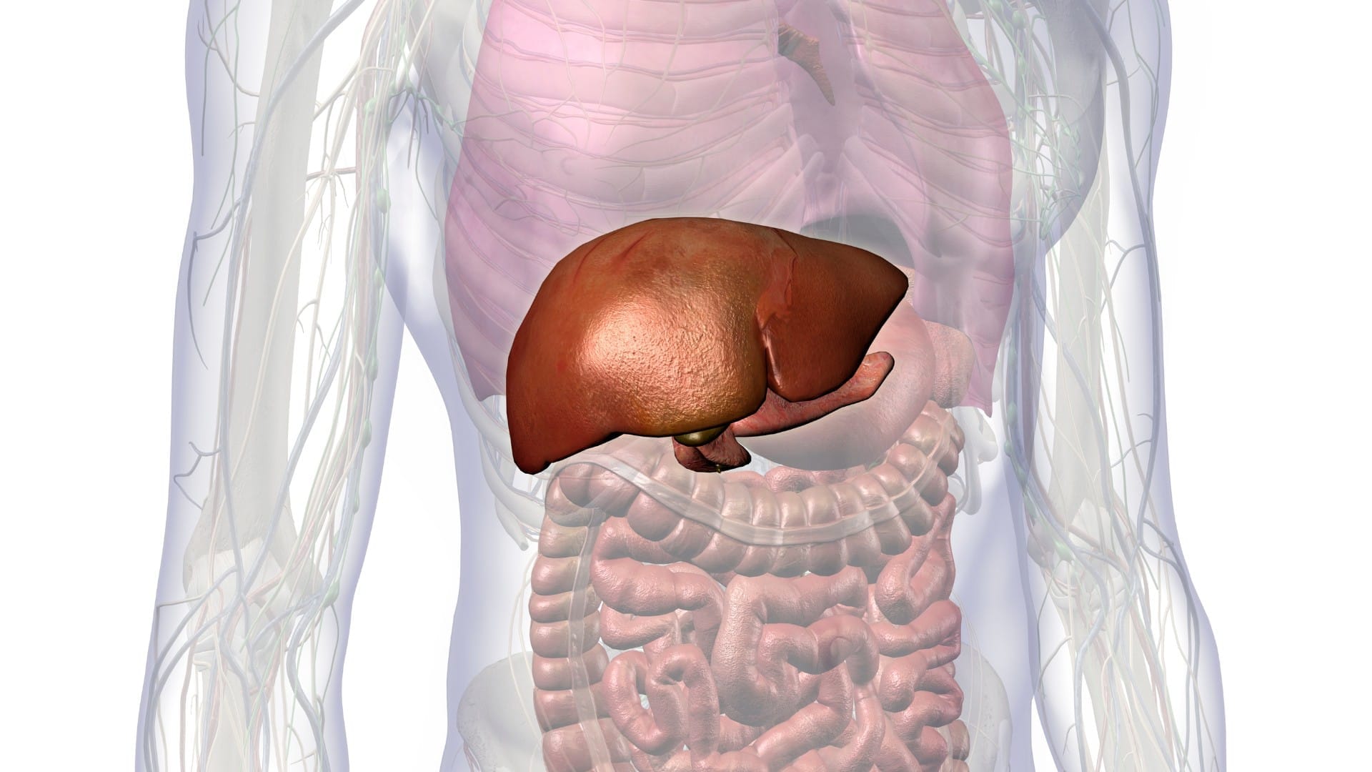 Physiology of the Liver